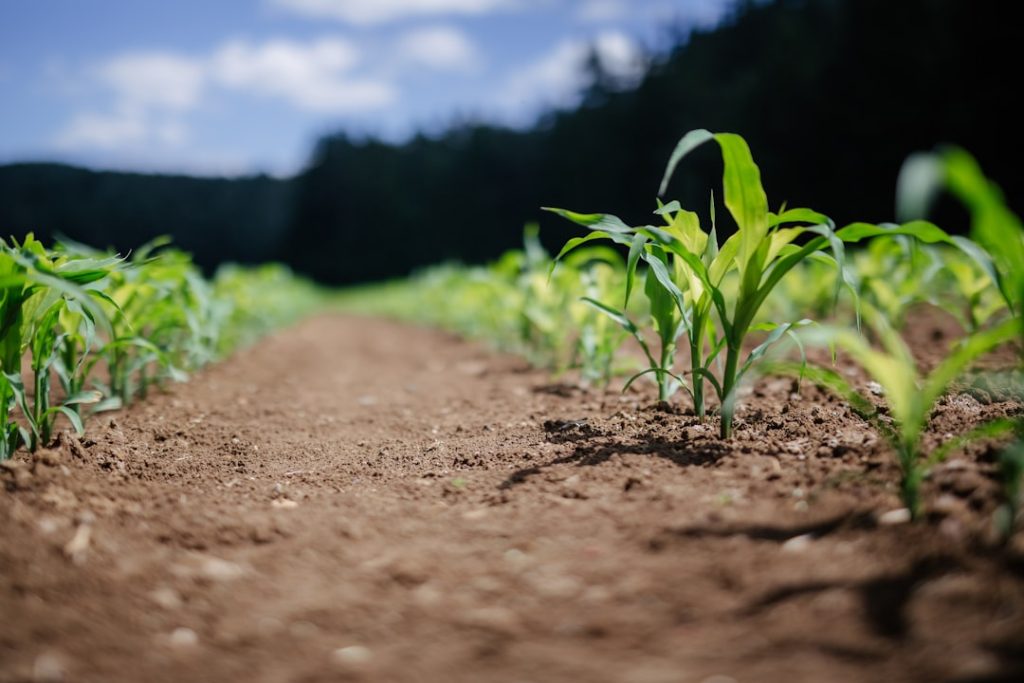 Green Plant On Brown Soil During Daytime Bn6iqevn0zq 1024x683